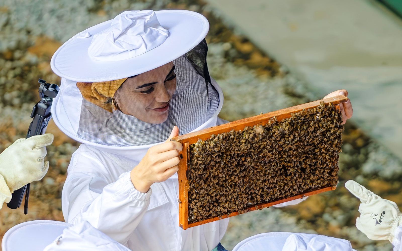 Guide showing beehive frame during beekeeping experience.