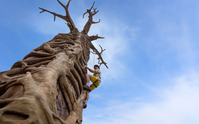 Climber ascending a large tree at Rainforest Wild Adventure.