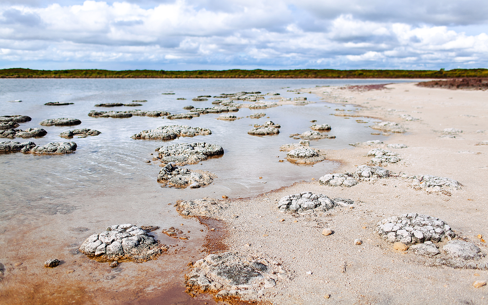Lake Thetis Stromatolites 