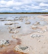 Lake Thetis Stromatolites