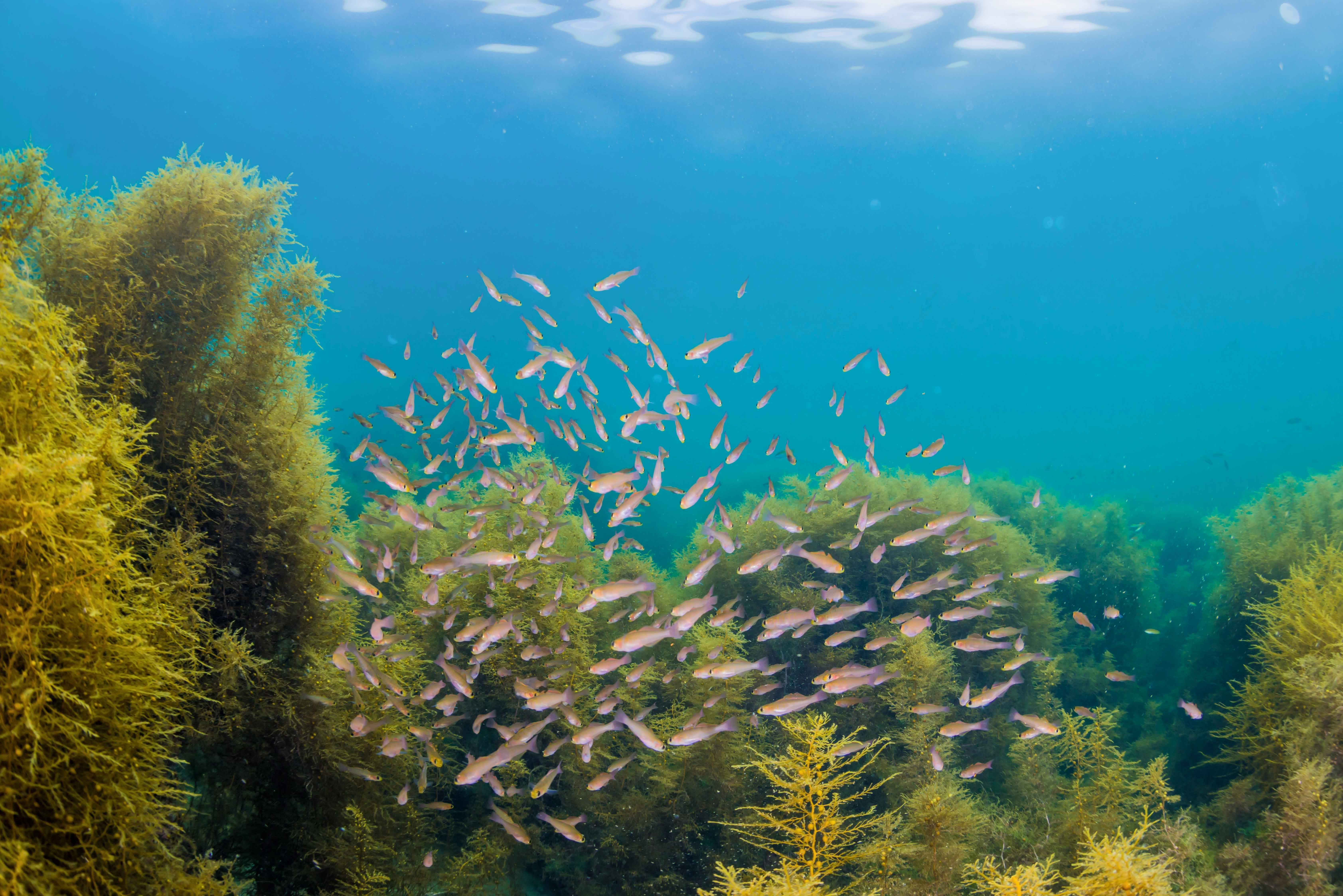 Acuario del Pacífico