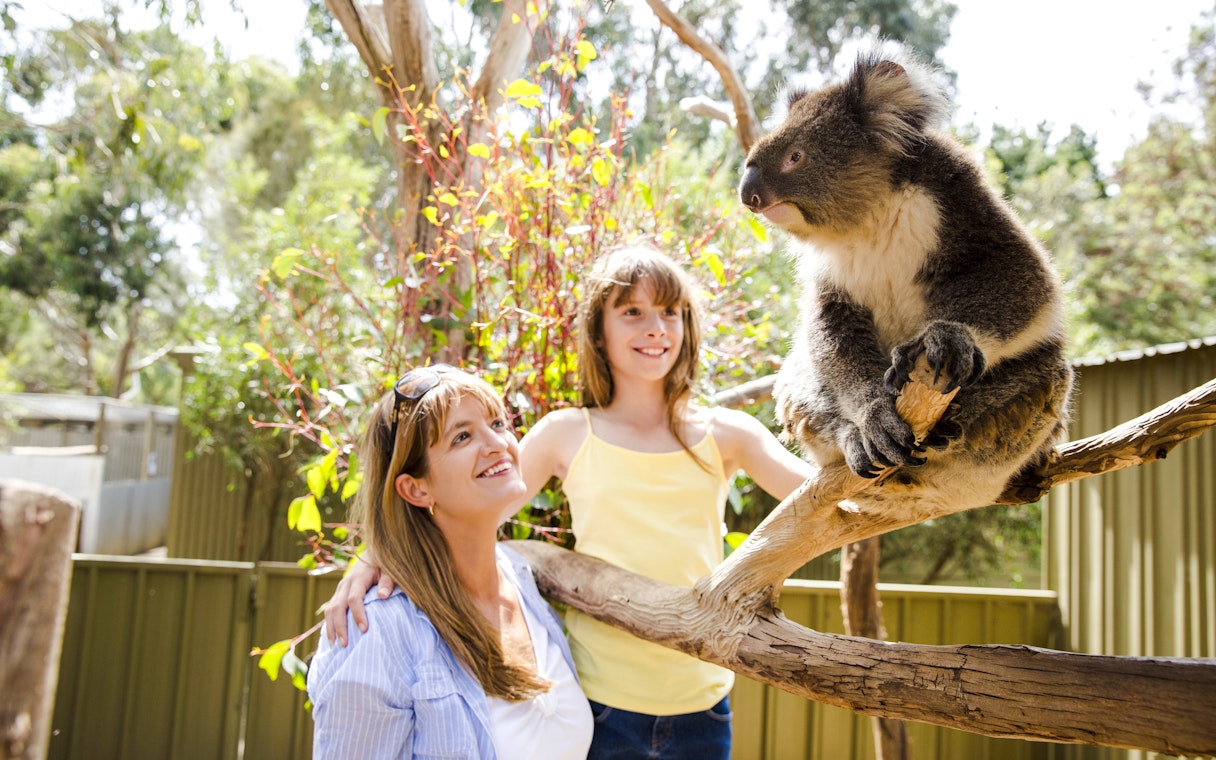 Family observing a koala on a branch, Kangaroo Island.