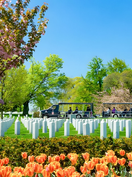 Tram tour passing Arlington National Cemetery with blooming trees and headstones, Washington, D.C.