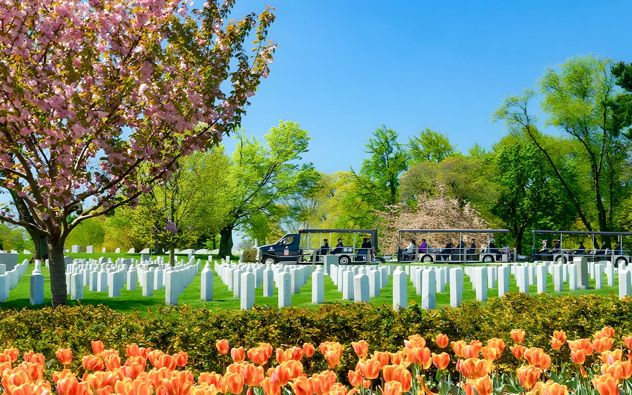 Tram tour passing Arlington National Cemetery with blooming trees and headstones, Washington, D.C.