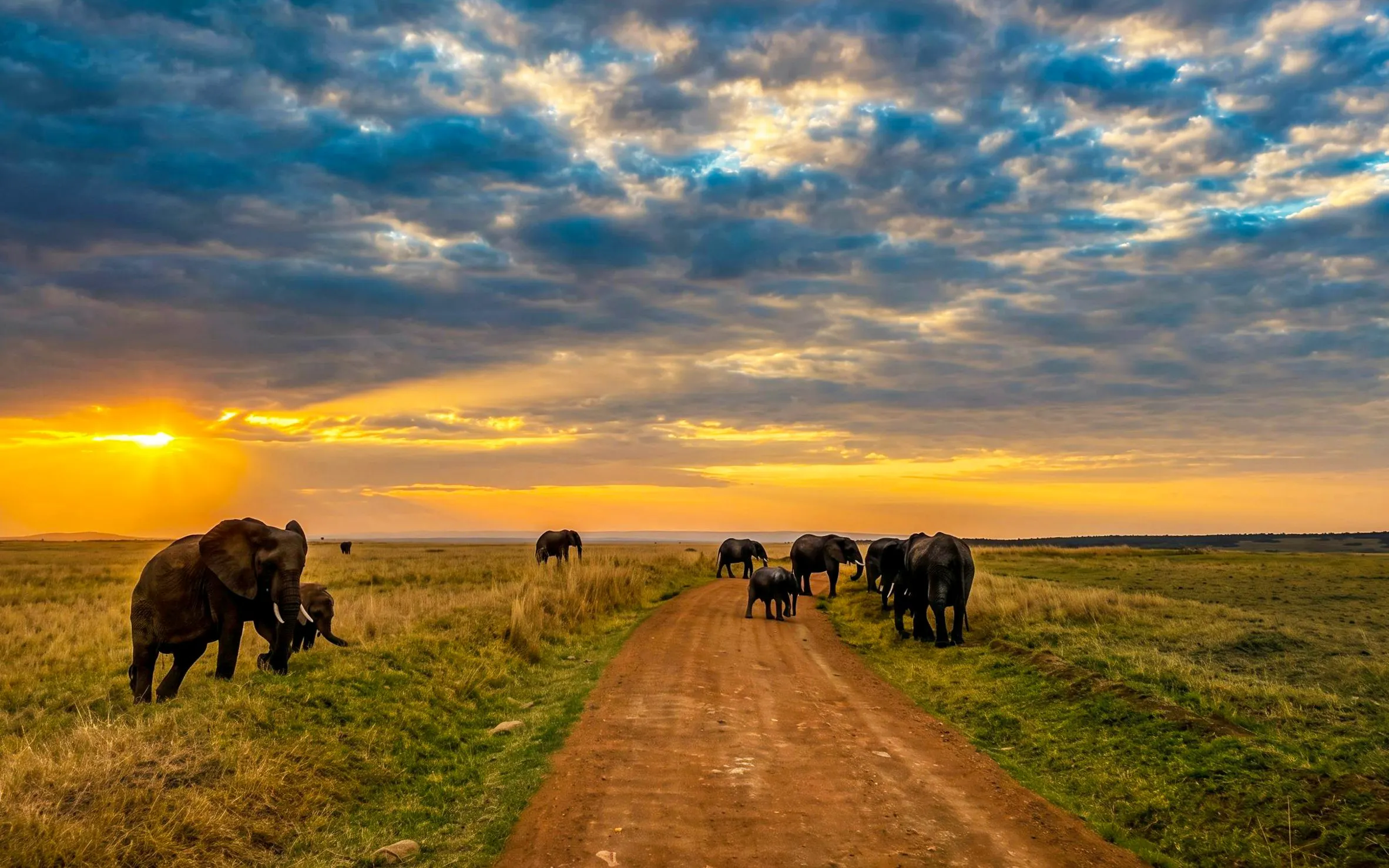 Elephants walking on a dirt path during sunset in Masai Mara Safari, Kenya.