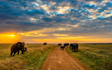 Elephants walking on a dirt path during sunset in Masai Mara Safari, Kenya.