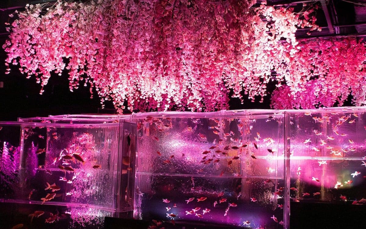 Colorful fish tanks under cherry blossoms at Art Aquarium Museum GINZA.