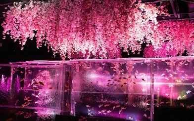 Colorful fish tanks under cherry blossoms at Art Aquarium Museum GINZA.