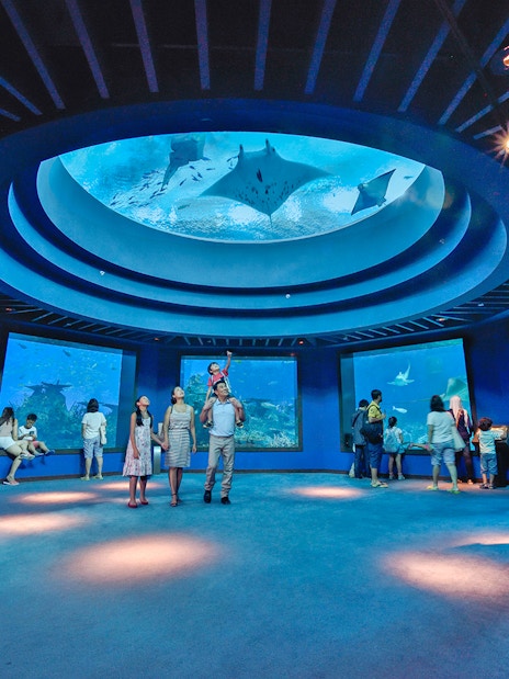 Visitors observing marine life at SEA Aquarium Singapore.
