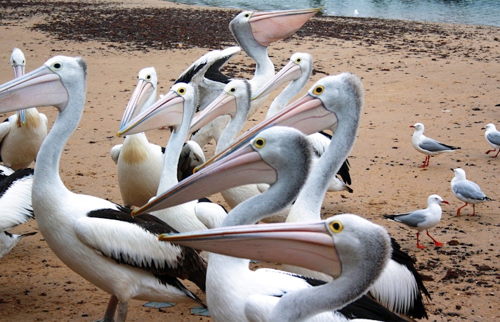things to do in phillips island