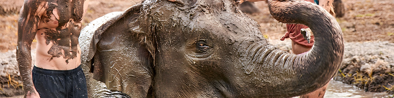 Biglietti per lo zoo di Bali con alimentazione degli elefanti e bagno di fango