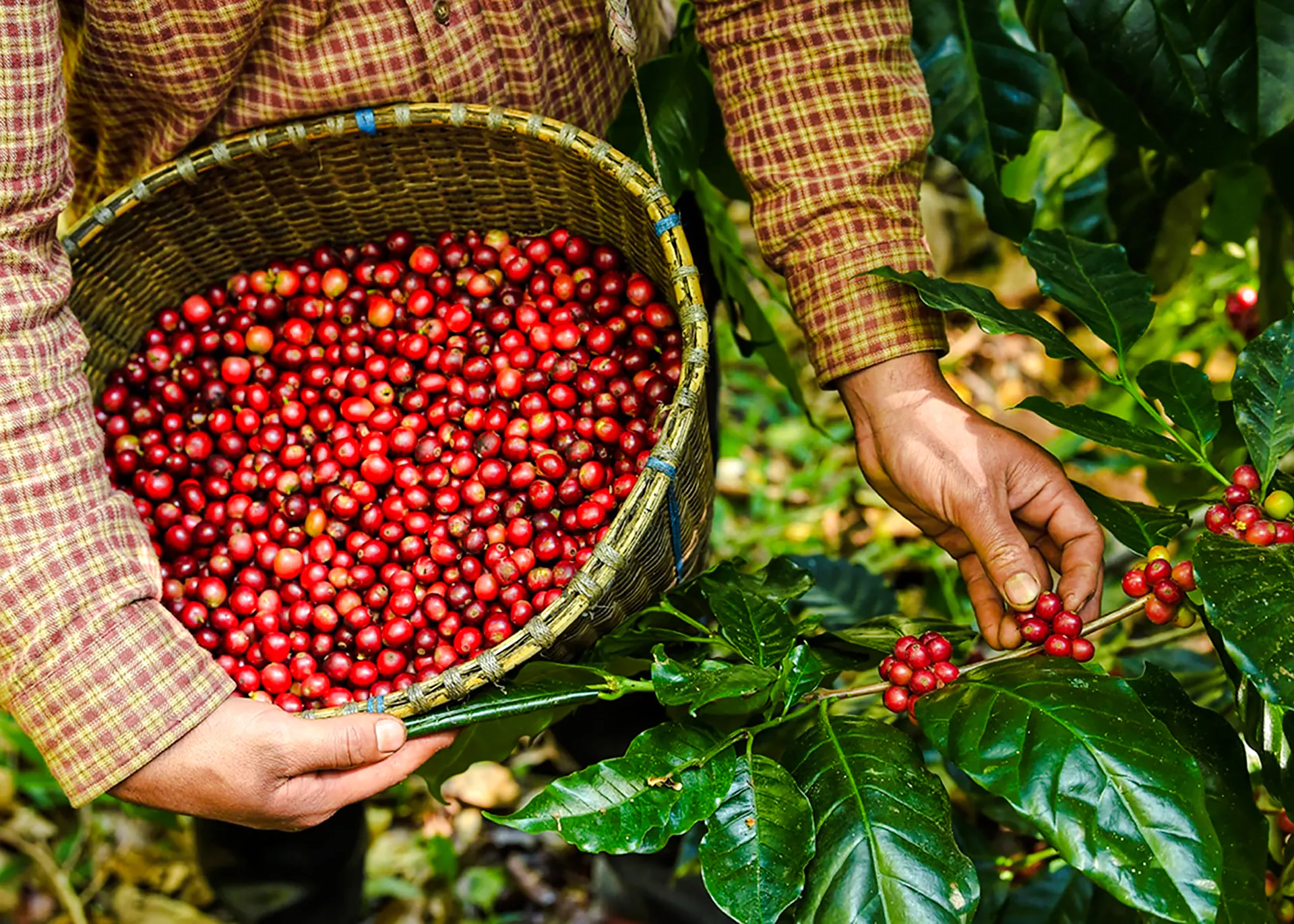 Harvesting coffee cherries in Coffee Valley, Rio de Janeiro.