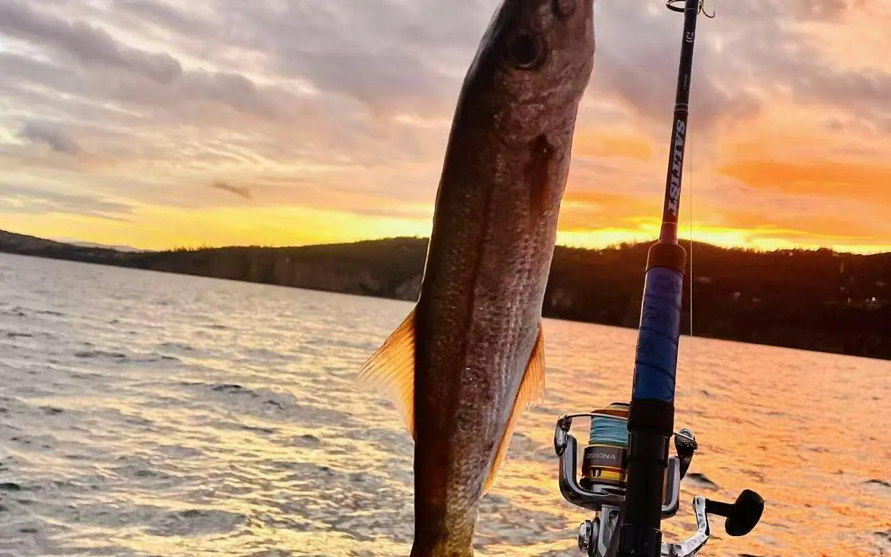 Fishing rod with caught fish at sunset on Hobart sightseeing cruise.