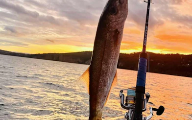 Fishing rod with caught fish at sunset on Hobart sightseeing cruise.
