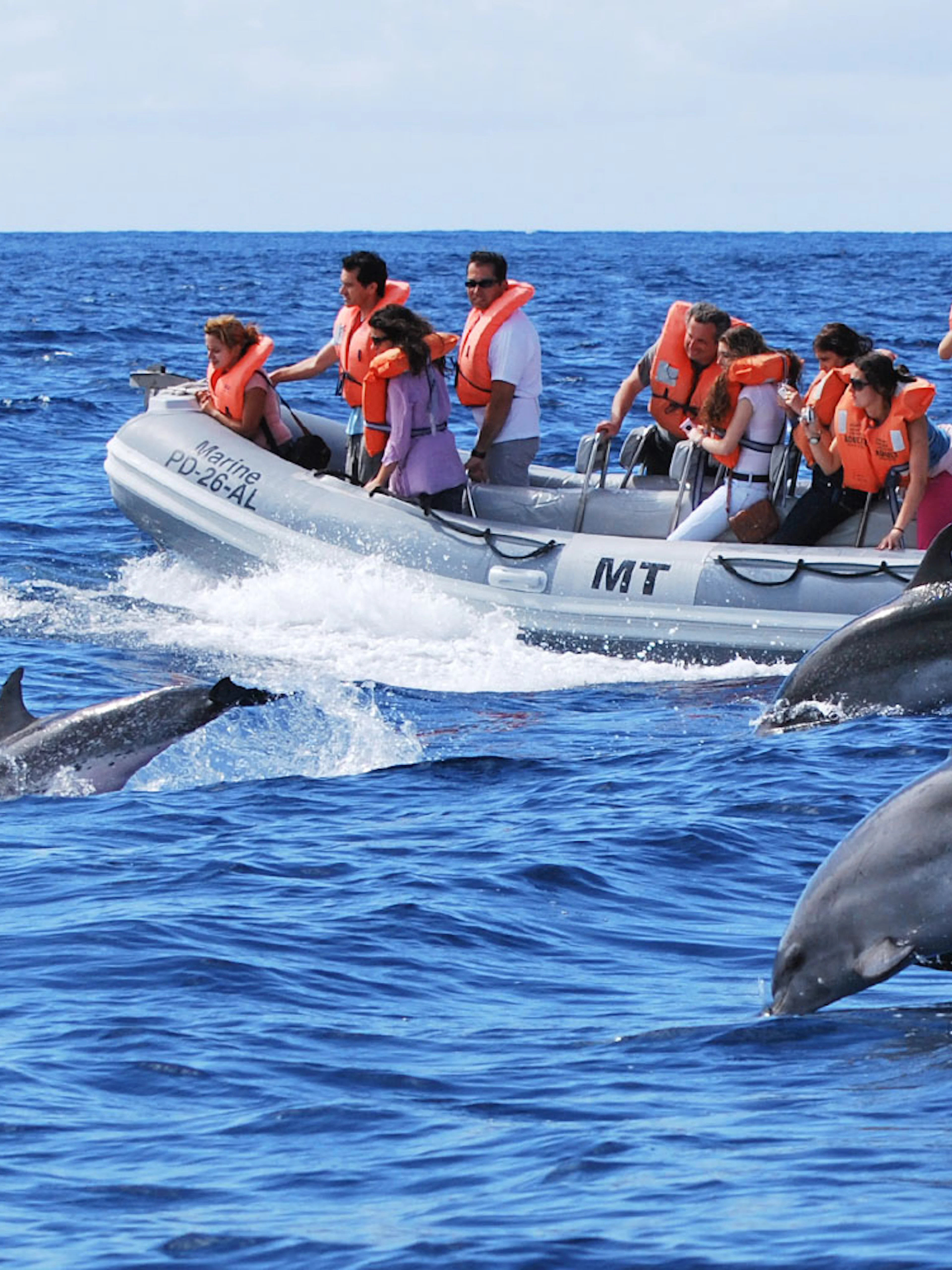Boat tour group watching dolphins jump in the ocean.