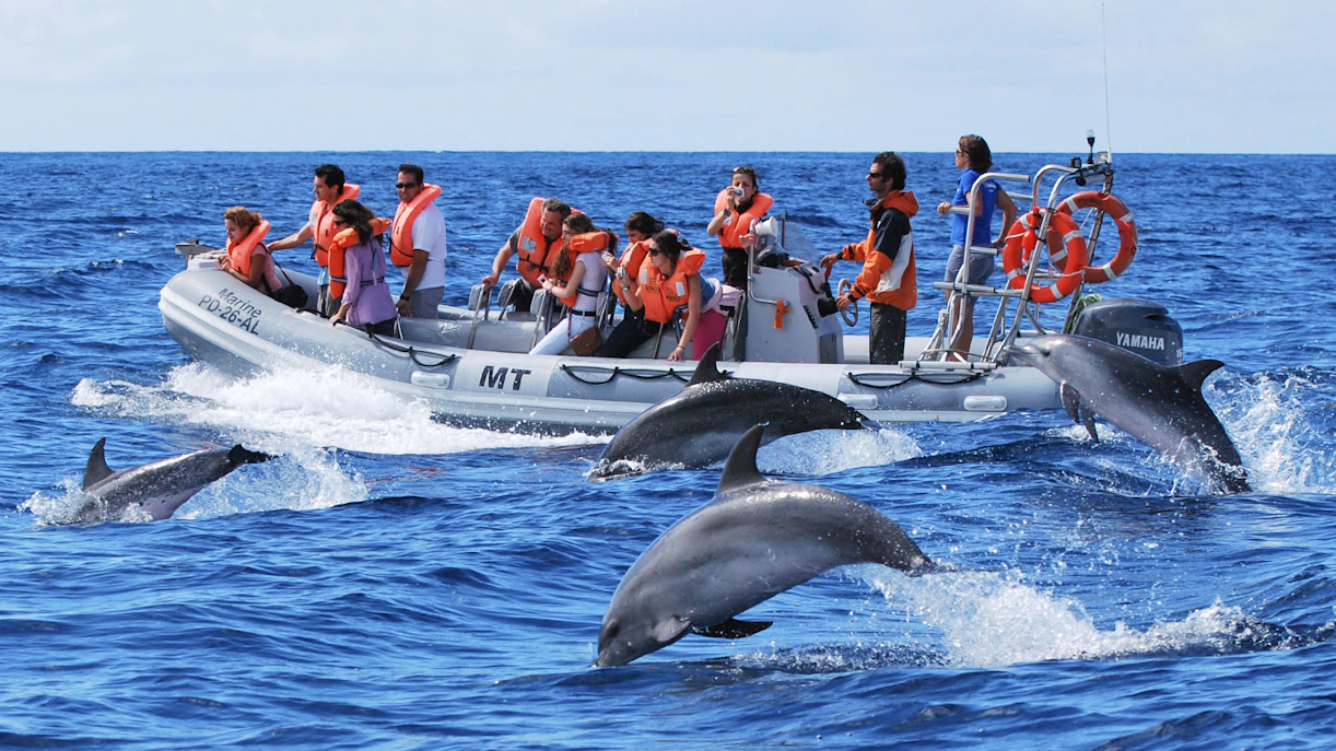 Boat tour group watching dolphins jump in the ocean.
