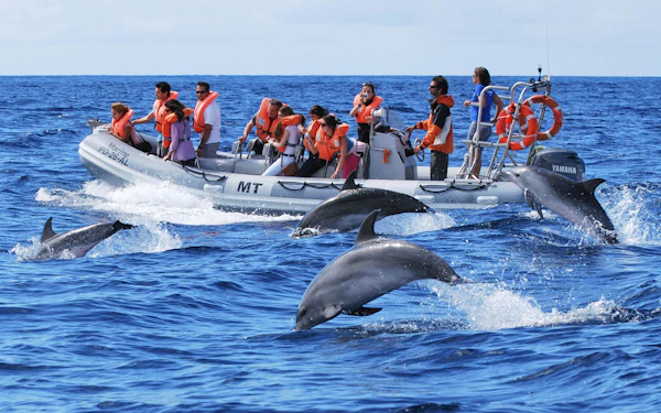 Whales and Dolphins Sightseeing Boat Tour in Azores Islands