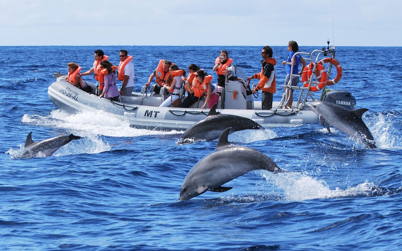 Boat tour group watching dolphins jump in the ocean.