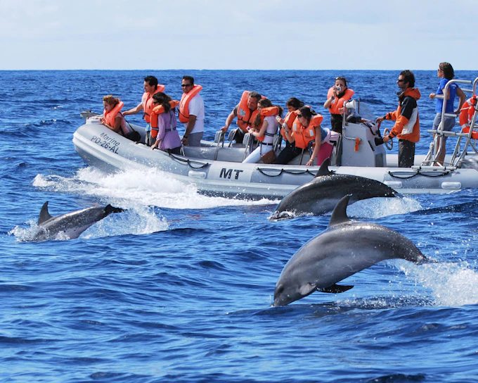 Whales and Dolphins Sightseeing Boat Tour in Azores Islands