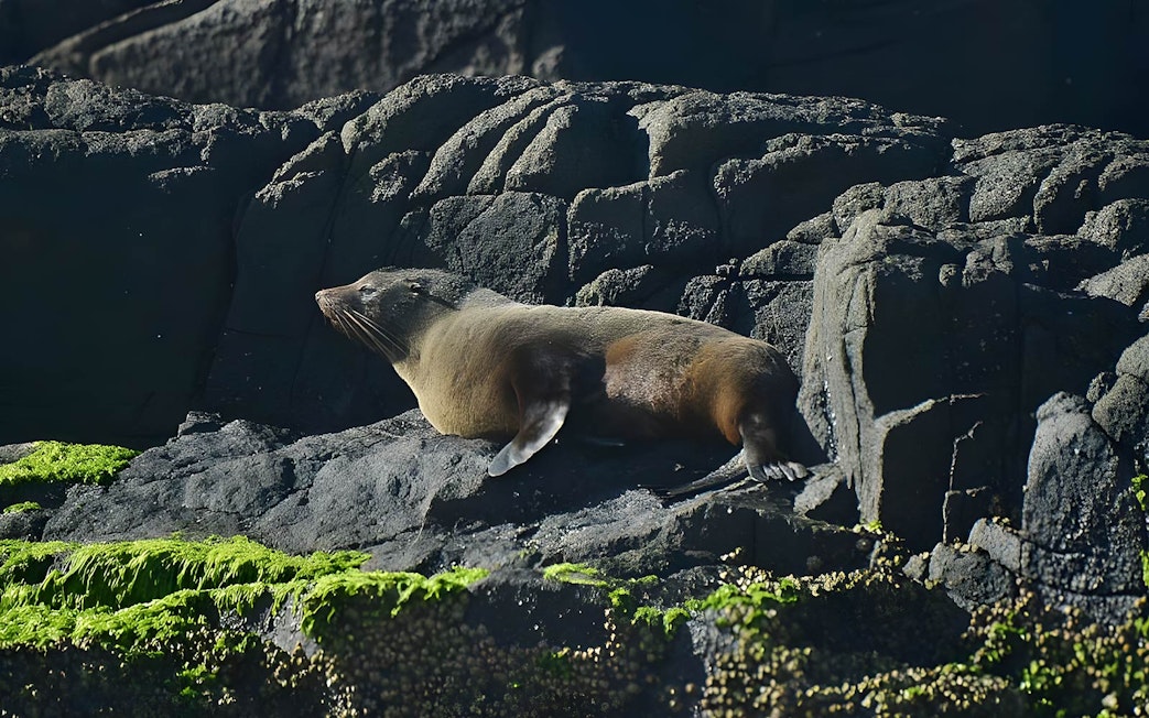 Fur seal resting on moss-covered rocks in Jervis Bay.