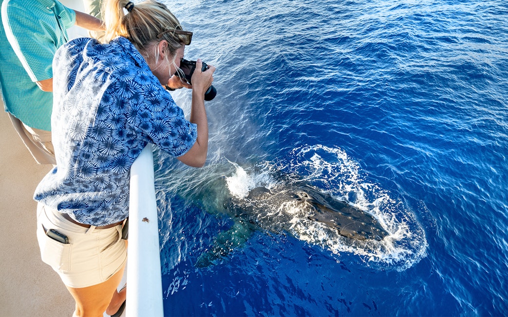Photographer capturing humpback whale surfacing in Maui, Hawaii.