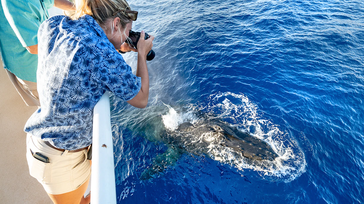 Photographer capturing humpback whale surfacing in Maui, Hawaii.