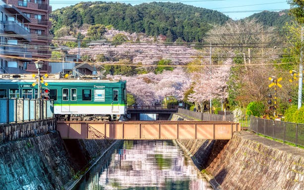 Keihan train crossing a bridge with cherry blossoms in Kyoto, Japan.