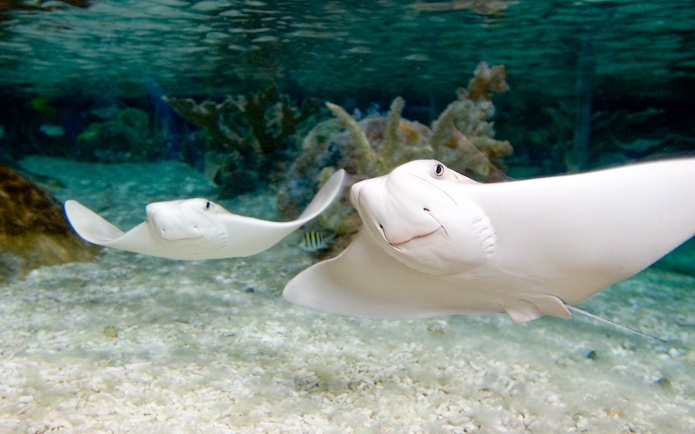 Stingrays swimming in the Tropical Ocean zone at SEA LIFE Munich.
