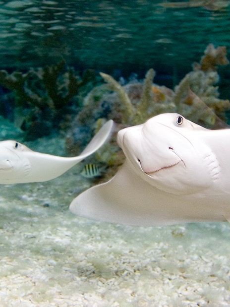 Stingrays swimming in the Tropical Ocean zone at SEA LIFE Munich.