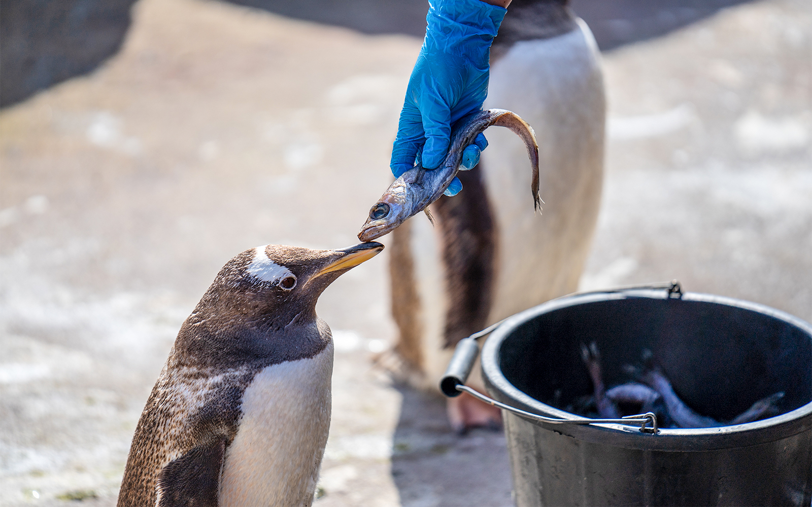 Gentoo penguin feeding