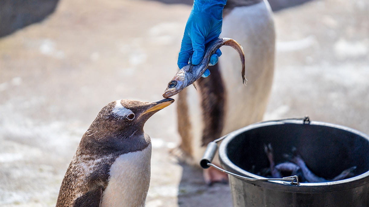 Gentoo penguin feeding