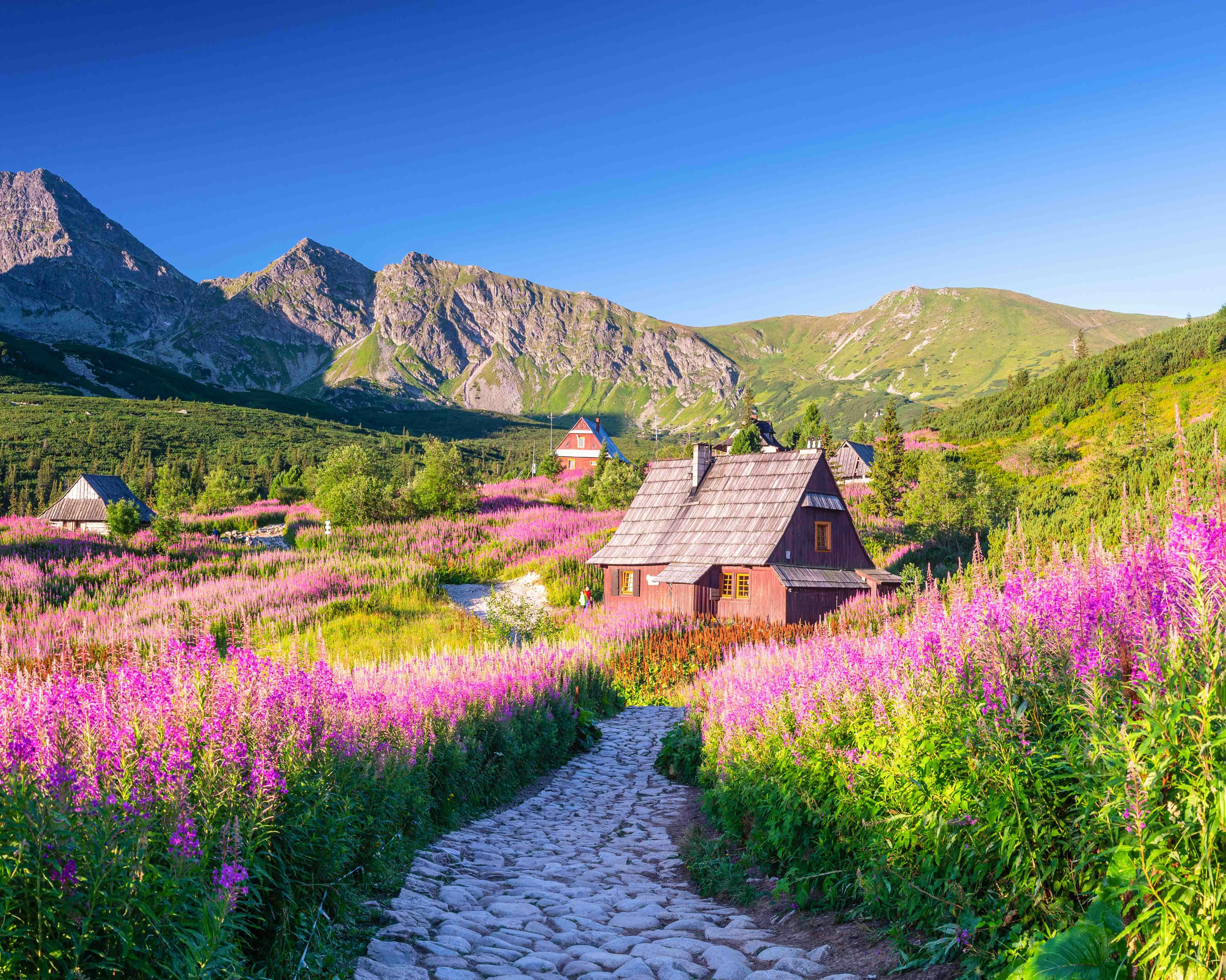 Mountain cottage surrounded by wildflowers in Zakopane during summer.