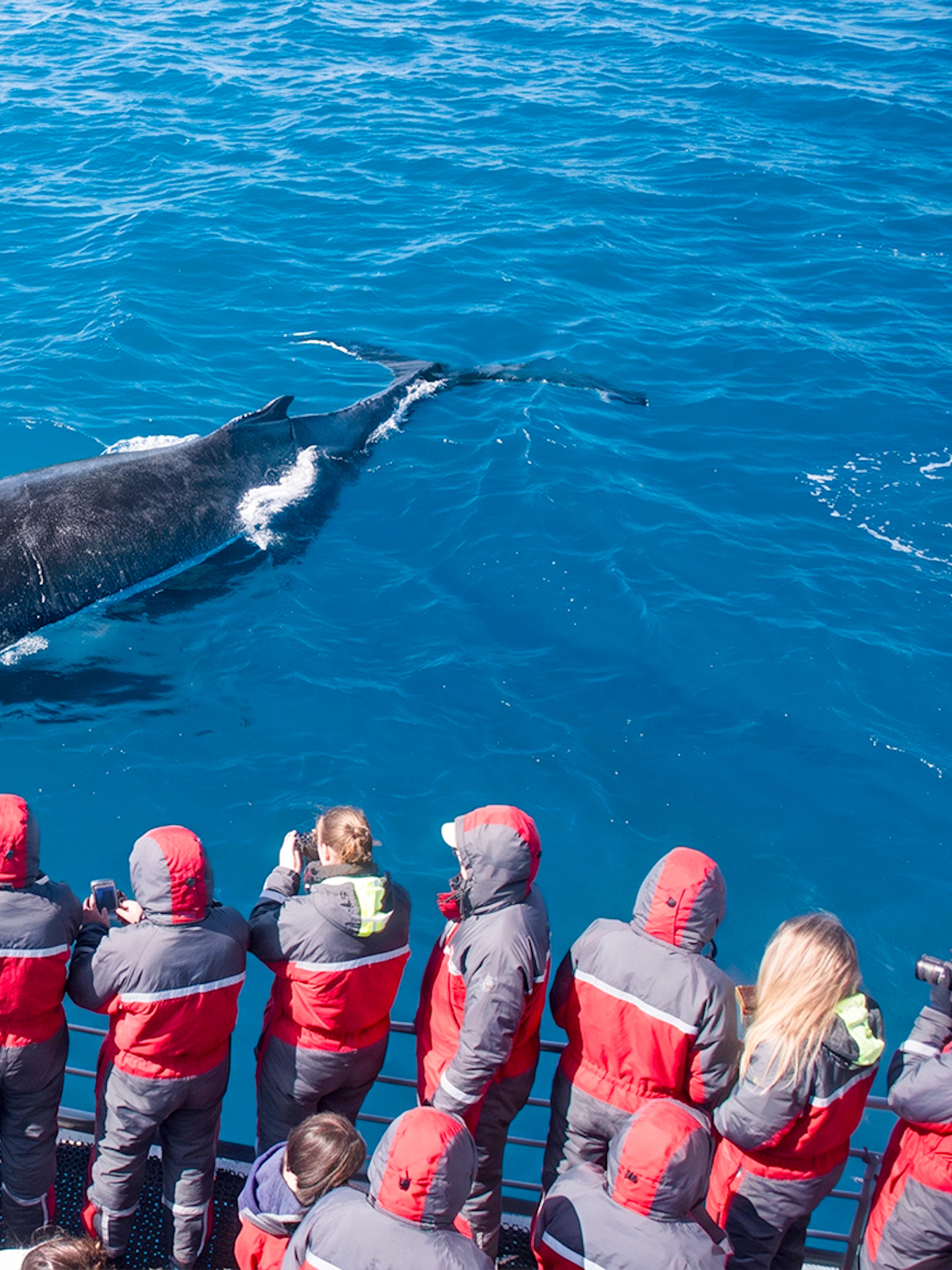 Whale watchers on a boat observing a humpback whale in the ocean.