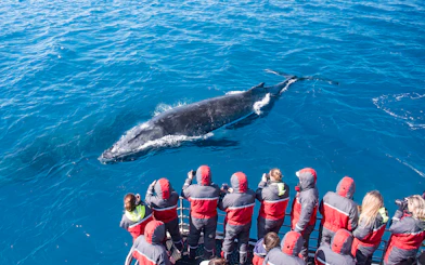 Whale watchers on a boat observing a humpback whale in the ocean.