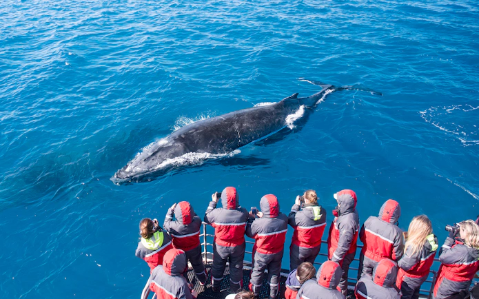 Whale watchers on a boat observing a humpback whale in the ocean.
