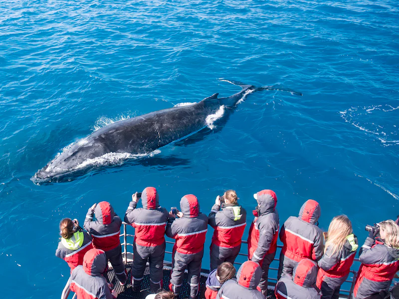 From Tromso Whale Watching Cruise With Unlimited Lunch And Drinks - Tromsø