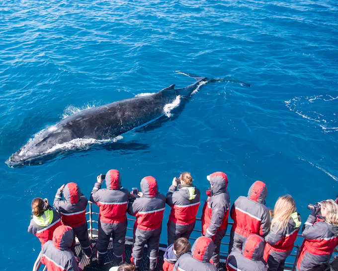 From Tromso: Whale Watching Cruise with Unlimited Lunch & Drinks