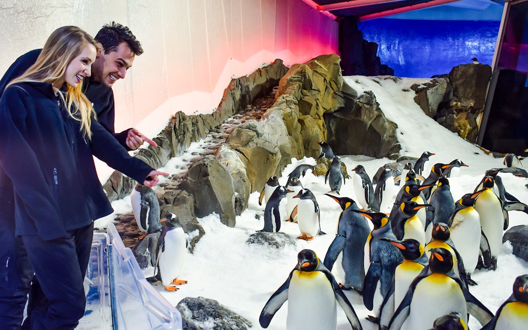 Visitors observing penguins at SEA LIFE Melbourne exhibit.