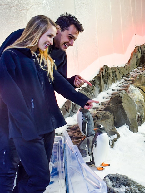 Visitors observing penguins at SEA LIFE Melbourne exhibit.