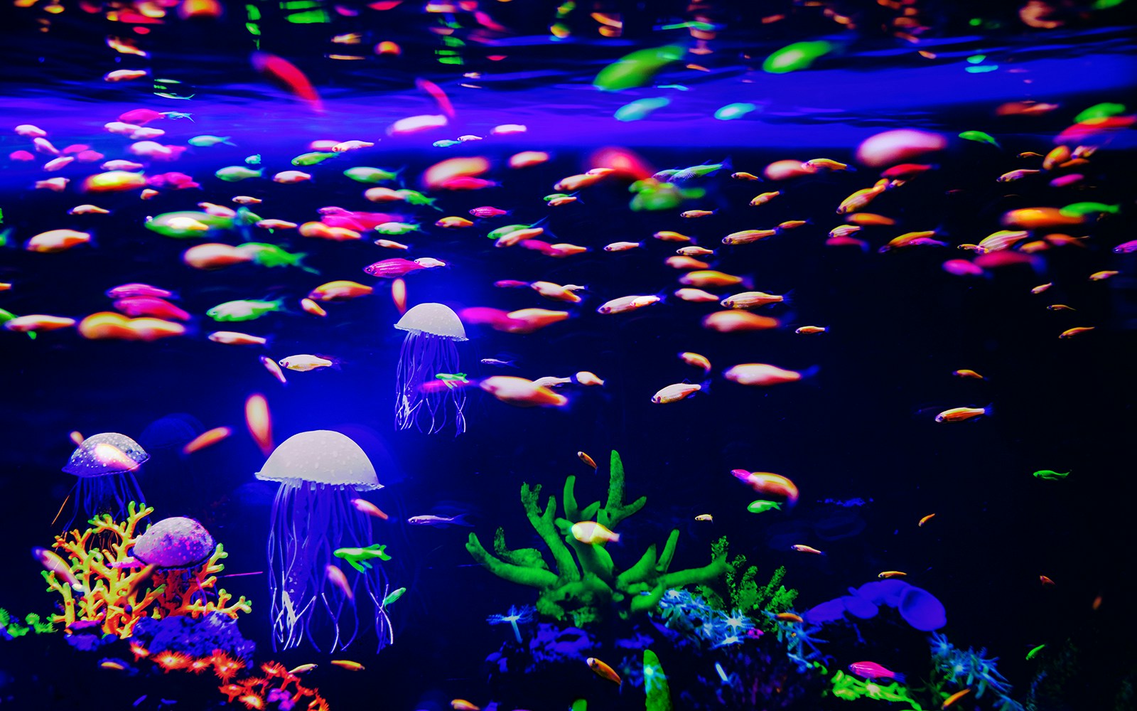 Neon fish swimming with jellyfish in a vibrant aquarium display.
