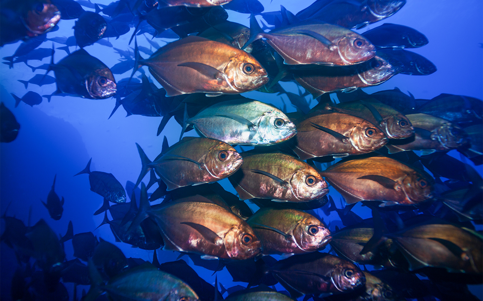Oceanário de Lisboa