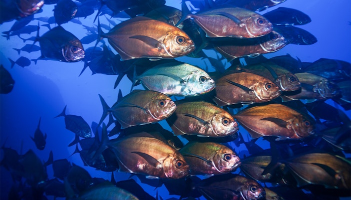 Oceanário de Lisboa