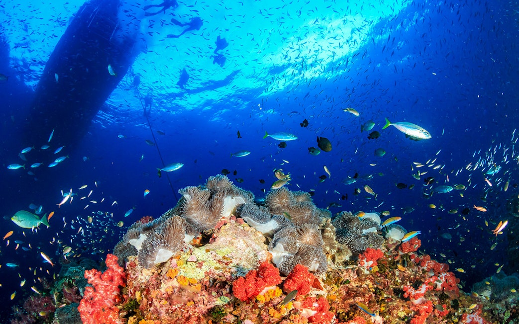 Coral reef and diverse fish underwater at Nemo Island, Thailand.