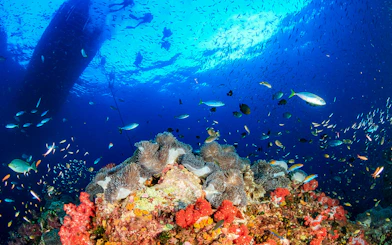 Coral reef and diverse fish underwater at Nemo Island, Thailand.