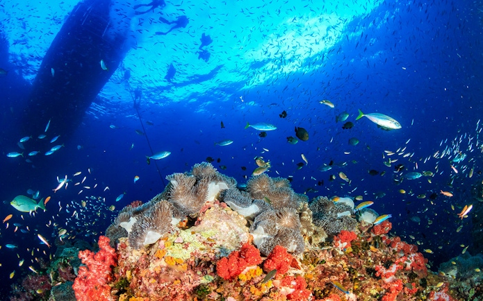 Coral reef and diverse fish underwater at Nemo Island, Thailand.