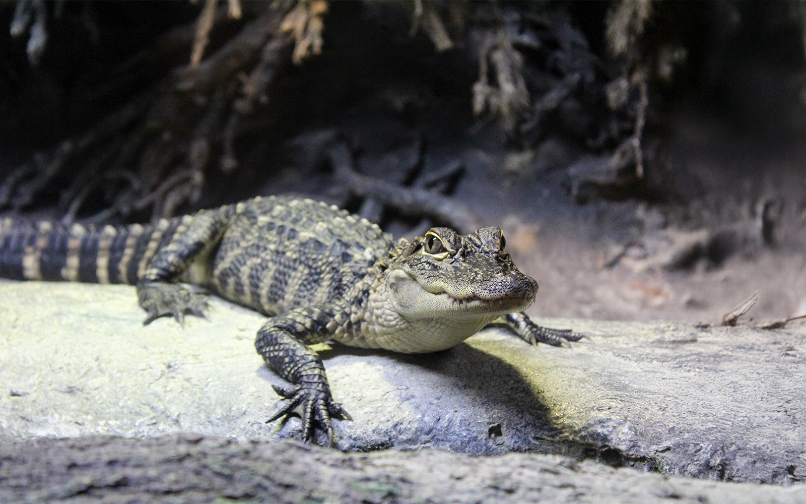 American alligator swimming in a freshwater aquarium exhibit.