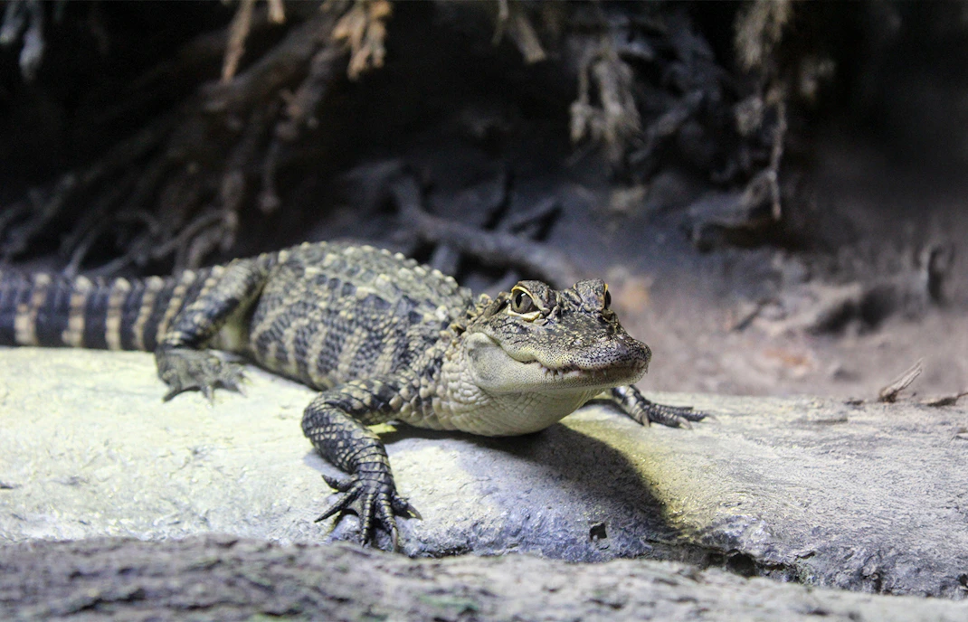 American alligator resting on a rock in an aquarium exhibit.