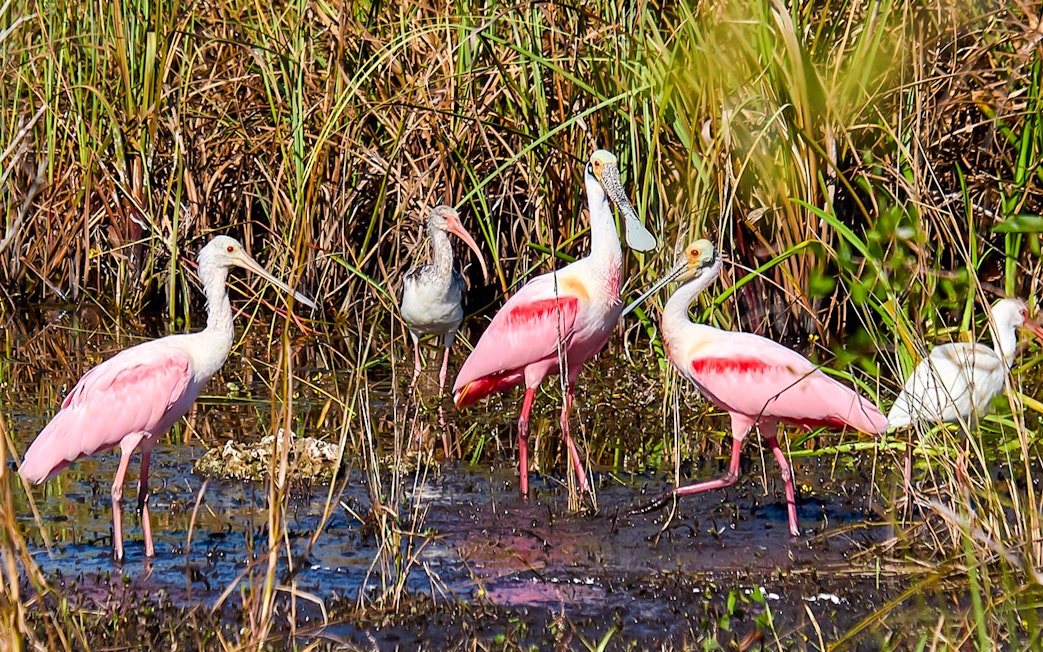 Roseate Spoonbills wading in marsh during National Park airboat tour.