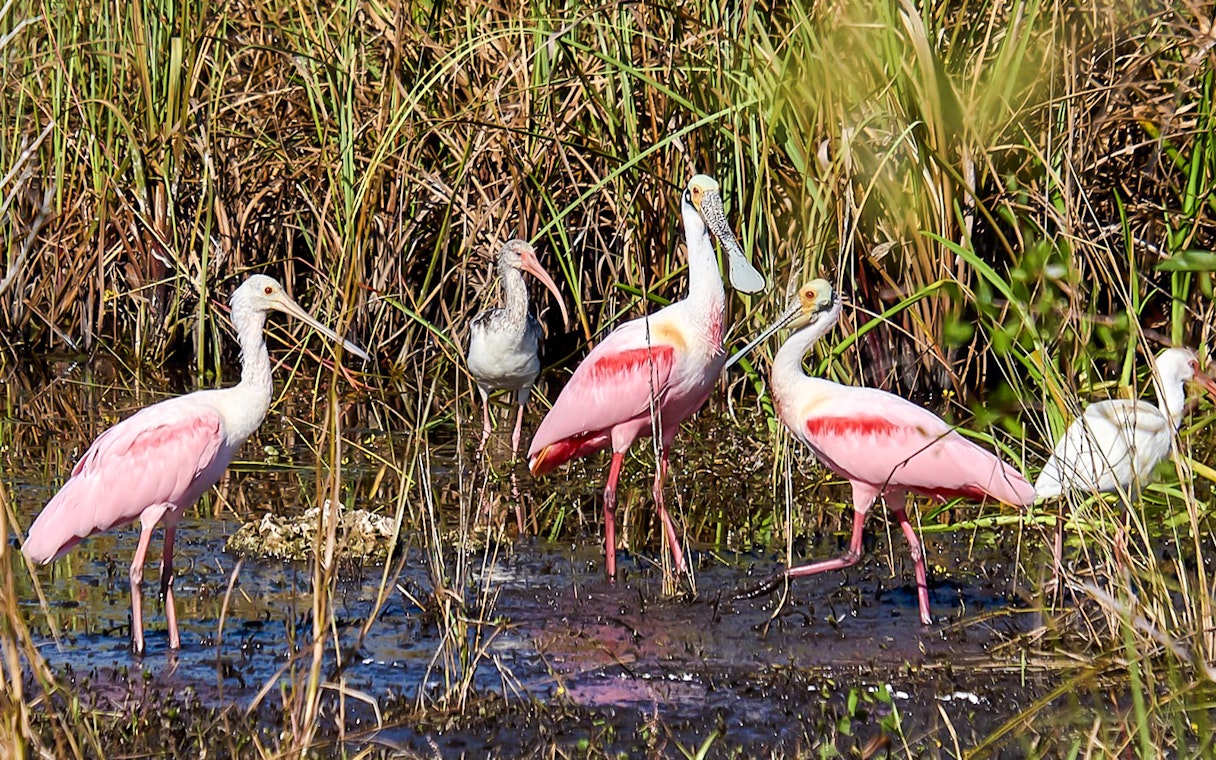 Roseate Spoonbills wading in marsh during National Park airboat tour.