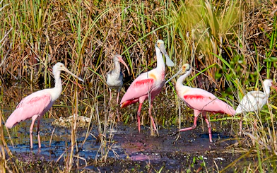 Roseate Spoonbills wading in marsh during National Park airboat tour.